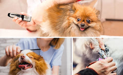 Set Mașină Profesională de Tuns Animale Fără Fir
